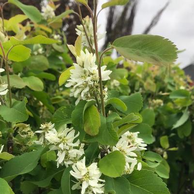 Amelanchier alnifolia Obelisk