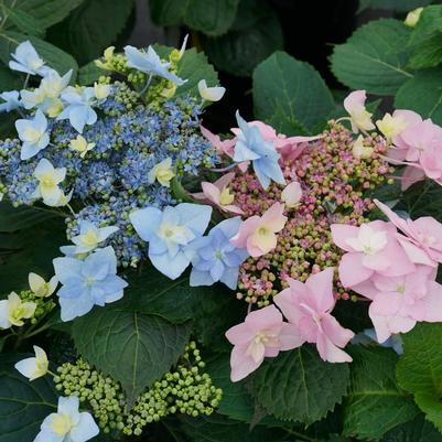 Hydrangea serrata SMNHSDD