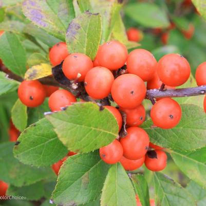 Ilex verticillata NCIV2