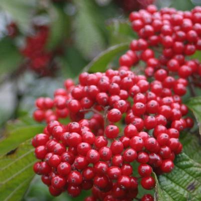 Viburnum dilatatum Henneke