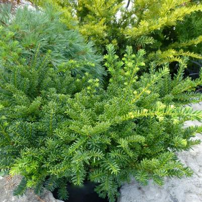 Taxus cuspidata Monloo