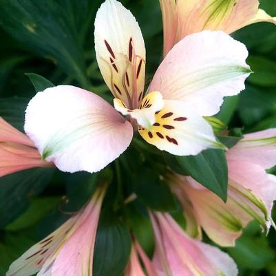 Alstroemeria Koice