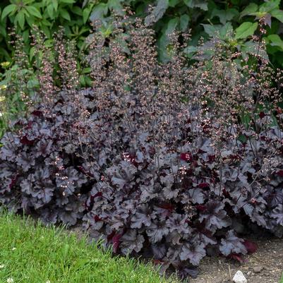 Heuchera x Black Pearl