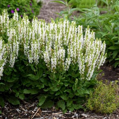 Salvia nemorosa Bumblesnow