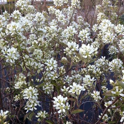 Amelanchier alnifolia Regent