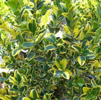 Buxus microphylla Golden Triumph