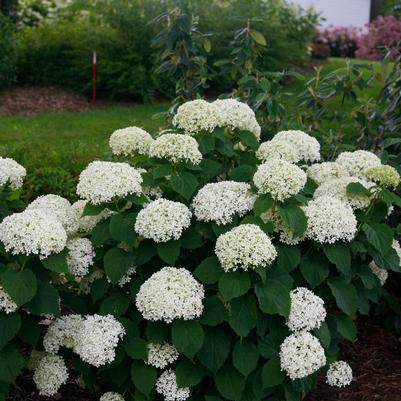 Hydrangea arborescens NCHA8