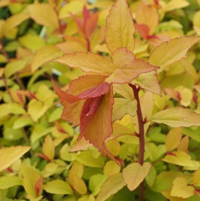 Spiraea japonica Firelight