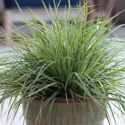 Calamagrostis acutiflora Hello Spring™