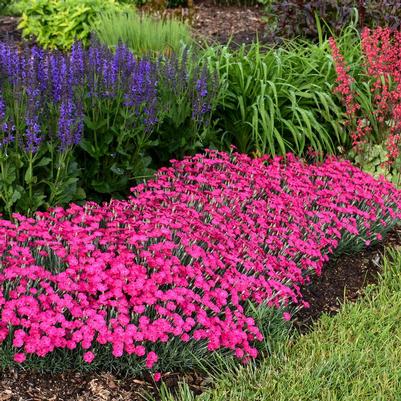 Dianthus x Paint the Town Magenta