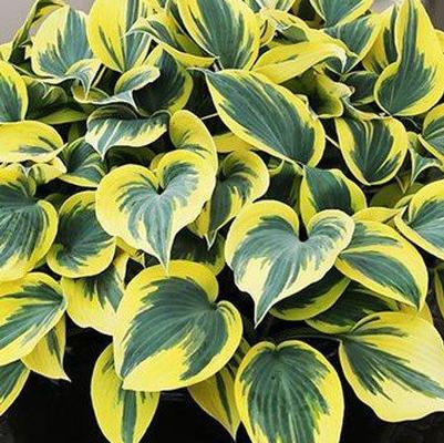 Hosta Ben Vernooij