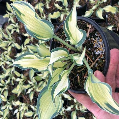 Hosta Teacher's Pride