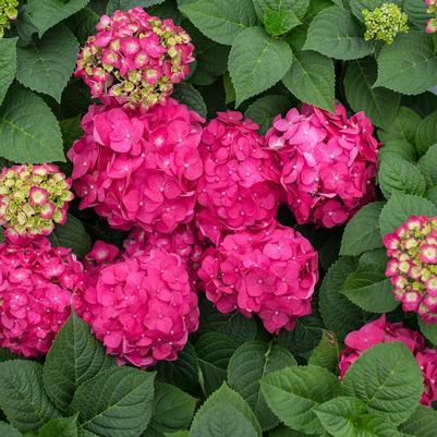 Hydrangea macrophylla Bailmacfive