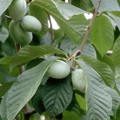 Asimina triloba 