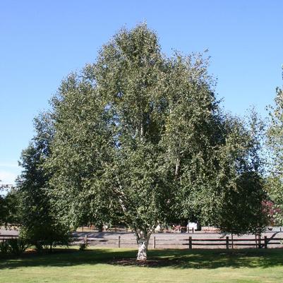 Betula utilis var. jacquemontii 