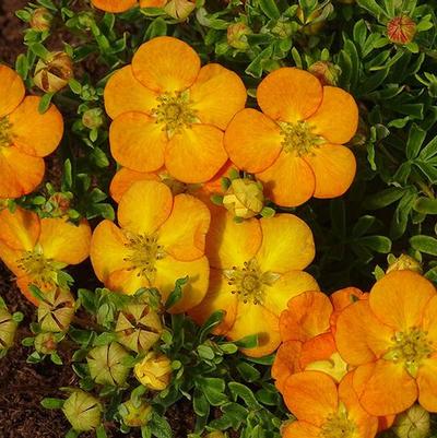 Potentilla fruticosa Bella Sol