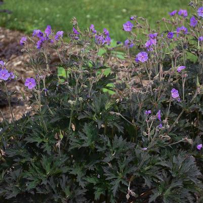 Geranium pratense Boom Chocolatta