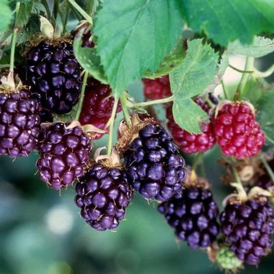 Boysenberry (Rubus ursinus x R. idaeus) 