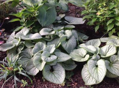 Brunnera macrophylla Silver Heart