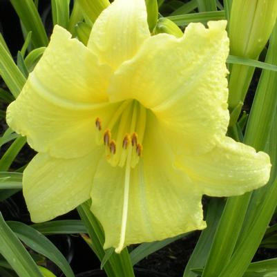 Hemerocallis Going Bananas