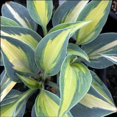 Hosta Catherine