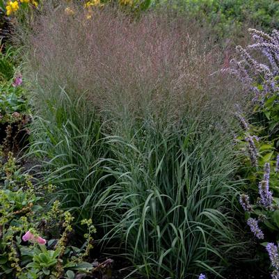 Panicum virgatum Prairie Winds&reg; Apache Rose