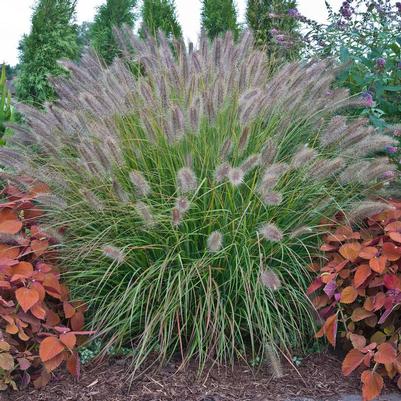 Pennisetum alopecuroides Prairie Winds&reg; Desert Plains