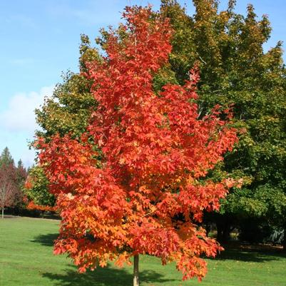 Acer saccharum Bailsta