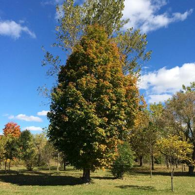 Acer saccharum Columnare