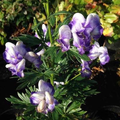 Aconitum x cammarum Bicolor