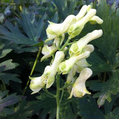 Aconitum lamarkii 