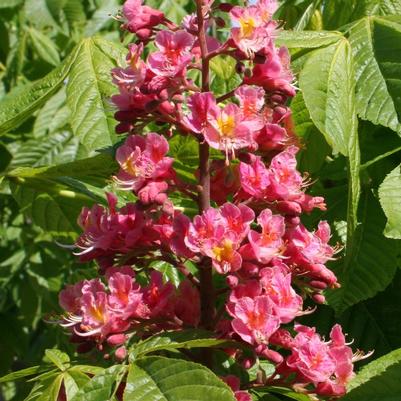 Aesculus x carnea Fort McNair