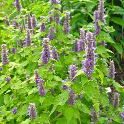 Agastache foeniculum Golden Jubilee