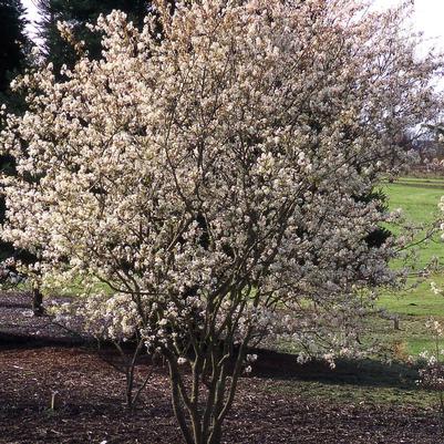 Amelanchier x grandiflora Autumn Brilliance