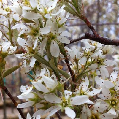 Amelanchier laevis Cumulus