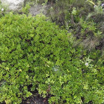 Arctostaphylos uva-ursi 