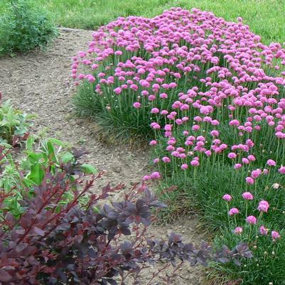 Armeria maritima Dusseldorf Pride