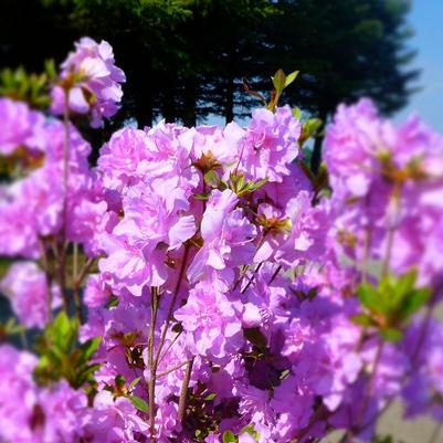 Azalea (Rhododendron) Elsie Lee