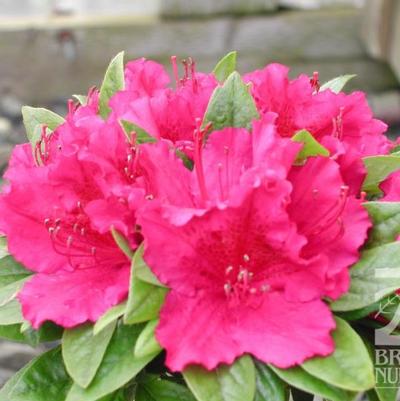 Azalea (Rhododendron) Girard's Fuchsia