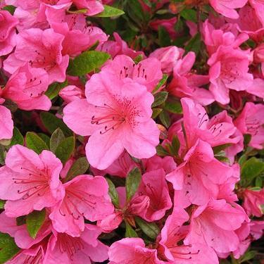 Azalea (Rhododendron) Girard's Renee Michelle