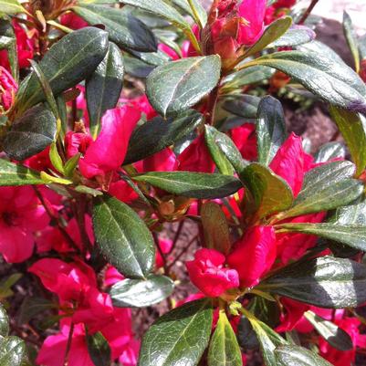 Azalea (Rhododendron) Girard's Rose