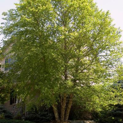 Betula nigra Cully