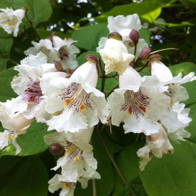 Catalpa speciosa 