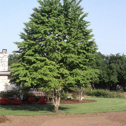 Cercidiphyllum japonicum 