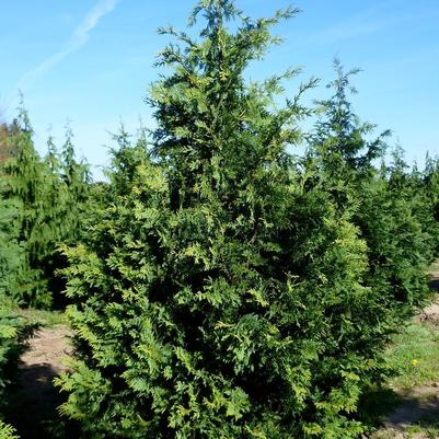 Chamaecyparis nootkatensis Aurea