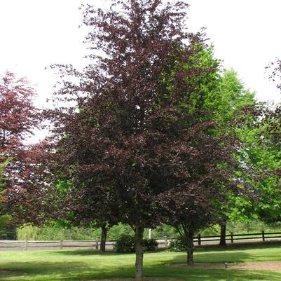 Fagus sylvatica Riversii