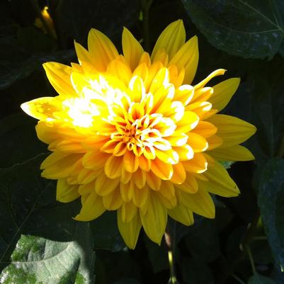 Helianthus x multiflorus Sunshine Daydream