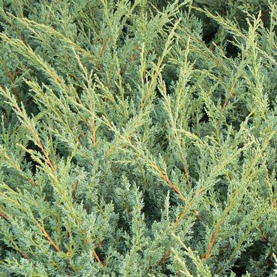 Juniperus chinensis Blaauw