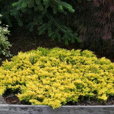 Juniperus horizontalis Gold Strike