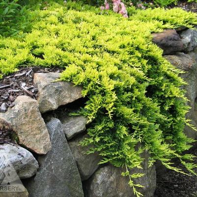 Juniperus horizontalis Mother Lode